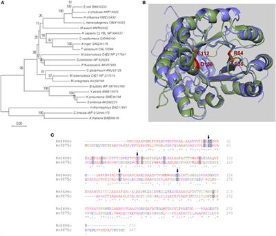 CitE Enzymes Are Essential for Mycobacterium tuberculosis to Establish Infection in Macrophages and Guinea Pigs